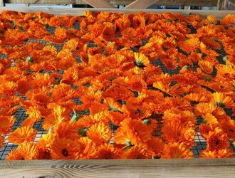 box essiccazione 4-3